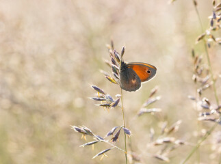 Schmetterling in Wiese 3