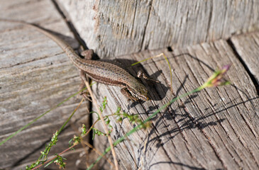 Lizard in the sun. Close-up of the reptile. Lacertidae.
