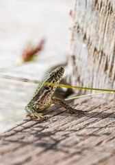 Lizard in the sun. Close-up of the reptile. Lacertidae.
