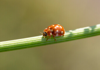 Marienk&auml;fer braun