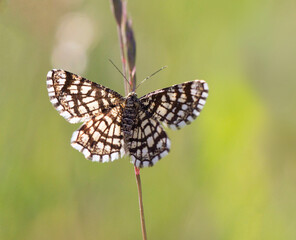 Schmetterling in Wiese 12