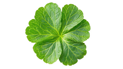 Verdant Leaf: A Botanical Portrait of Nature's Intricate Design, Green Foliage, Fresh Flora, Perfect for Organic Wellness and Environmental Harmony