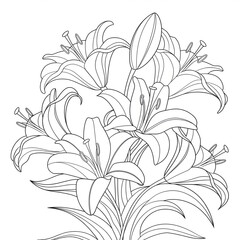 vector illustration of lily coloring page 