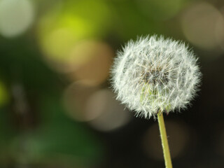 Pusteblume 2