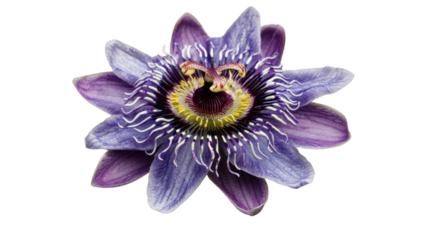 Purple passion flower blooming with transparent background