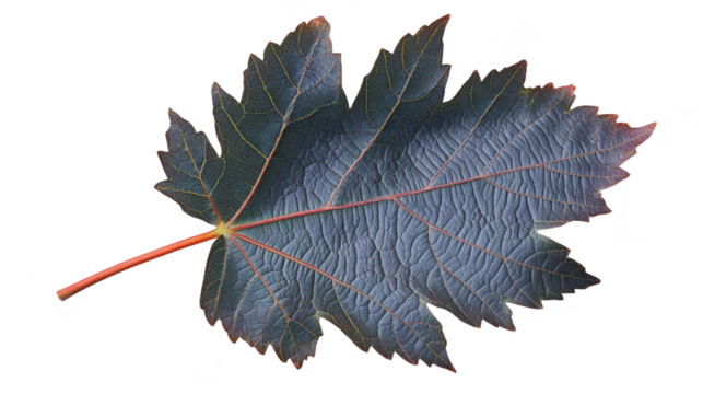 Artistic Close-Up of a Maple Leaf: A Symphony of Veins, Textures, and Autumnal Hues in a Captivating Botanical Still Life, Isolated on Black Background