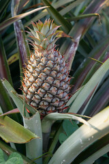 agriculture pineapple fruit plant 