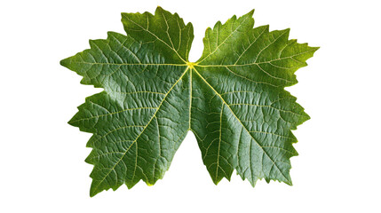 Fototapeta premium Verdant Grape Leaf: A Fresh Botanical Still Life with Intricate Veins, Perfect for Organic Food, Healthy Eating, and Natural Beauty Concepts