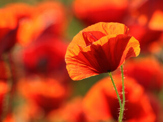 Mohn 22