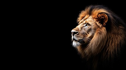 Naklejka premium Majestic Lion Profile Against Black Background