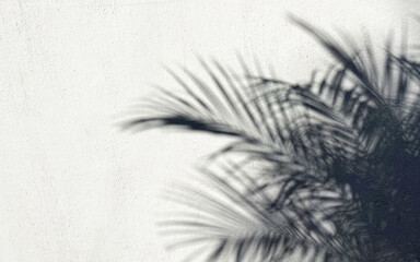 Shadow of natural palm tree leaves falling on a white wall background.Blurry shadows in morning sunlight with copy space for text.Creative minimal summer travel concept,4K