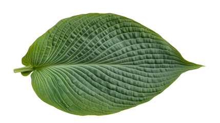 Obraz premium Verdant Leaf: A Study in Green Textures, Botanical Beauty, and Natural Elegance for Design, Backdrops, and Horticultural Inspiration