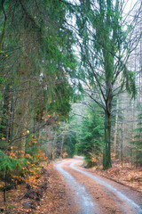 Enchanted forest path in the fall. Moss-covered trees create a mystical atmosphere