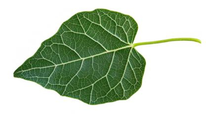 Verdant Leaf Veins: A Botanical Study in Green, Nature's Intricate Design Unveiled in a Single Leaf, Perfect for Biology and Wellness Concepts