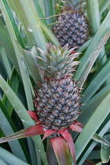 Fototapeta premium agriculture pineapple fruit plant 