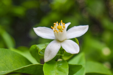Neroli orange tree flowers in the garden of Tenerife,Canary Islands, Spain.Azahar blossom.Citrus aurantium. Aromatherapy or spa concept
