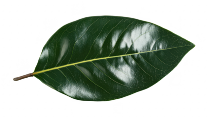 Single Bay Leaf: Aromatic Green Herb, Culinary Ingredient, and Natural Flavor Enhancer for Cooking, Isolated on Black Backdrop, Close-Up View