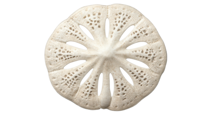 Enchanting keyhole sand dollar showing intricate pattern on transparent background