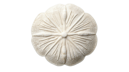 Sand dollar shell showing intricate pattern on transparent background
