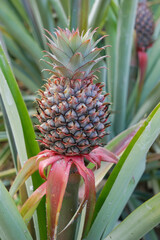 agriculture pineapple fruit plant 