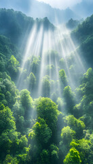 Sunlight piercing lush green mountain forest