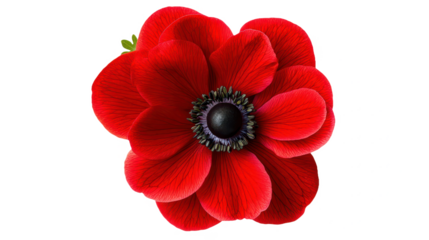 Vibrant Red Anemone Flower: A Captivating Close-Up of Nature's Beauty with Vivid Petals and Elegant Details on a Black Backdrop for Artistic Design