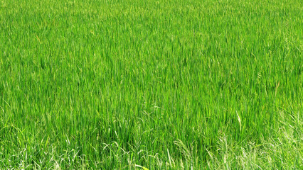 Fresh rice plants in a paddy field in Kerala, India