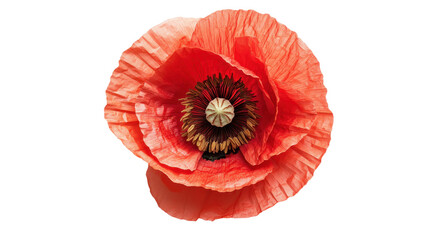 Vivid Red Poppy: A Floral Masterpiece of Delicate Petals, Isolated Against Black Backdrop, Showcasing Nature's Beauty in Macro Detail