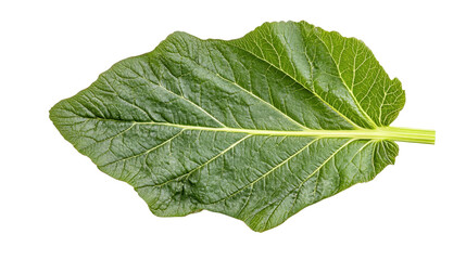 Obraz premium Verdant Rhubarb Leaf: A Study in Green Textures, Veins, and Botanical Detail for Natural Food, Healthy Eating, and Organic Gardening Concepts