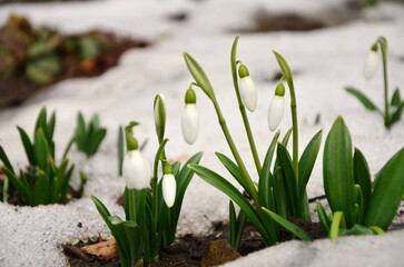 snowdrops on a clearing covered with  snow in early spring  close-up