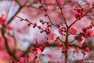 Close-up photo of red plum blossoms in bloom in spring