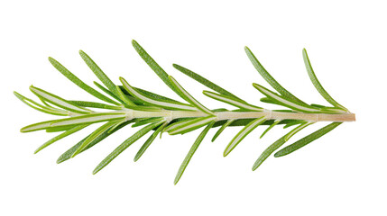 Fototapeta premium Aromatic Rosemary Sprig: Fresh Green Herb for Culinary Delights and Natural Wellness, Perfect for Cooking, Flavoring, and Herbal Remedies