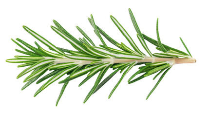 Fototapeta premium Aromatic Rosemary Sprig: Culinary Herb, Fresh Flavor, and Natural Ingredient for Gourmet Cooking and Herbal Remedies on a Black Canvas