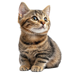 Obraz premium Cat isolated on transparent background