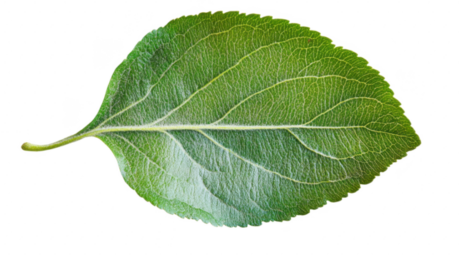 Verdant Apple Leaf: A Macro View of Nature's Intricate Design, Revealing Veins and Textures in a Green Botanical Close-Up on a Black Backdrop
