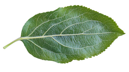 Obraz premium Verdant Leaf Portrait: A Study in Green, Texture and Botanical Detail - Nature's Artistry Unveiled in a Single Leaf