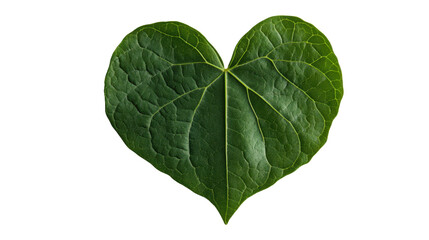 Heart Shaped Green Leaf: A Symbol of Love, Nature's Valentine, Fresh Growth, and Organic Wellness - A Detailed Macro Shot on Isolated Background