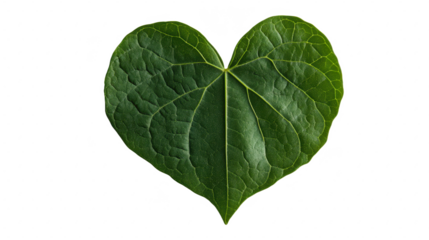 Heart Shaped Green Leaf: A Symbol of Love, Nature's Valentine, Fresh Growth, and Organic Wellness - A Detailed Macro Shot on Isolated Background