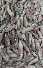 Fresh squid captured up close, showcasing their smooth texture and natural details. A vibrant and realistic seafood shot highlighting their freshness and quality.