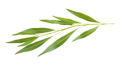 Fototapeta premium Verdant Whisper: A Delicate Dance of Green Leaves, Botanical Serenity, Isolated on Black Canvas, Nature's Graceful Embrace, Foliage Symphony