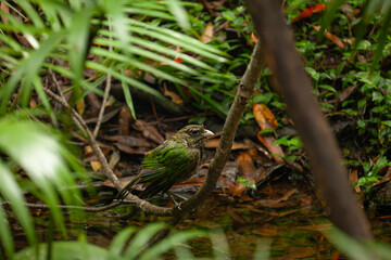 Weiblicher Seidenlaubenvogel sitzt am Boden und sucht nach Futter. Australien (NSW)