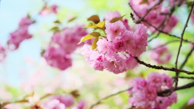 Pink Sakura blossoms spring flowers. Nature springtime background 4k video footage