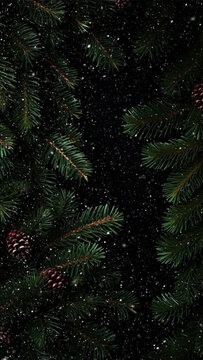 christmas tree branches with cones