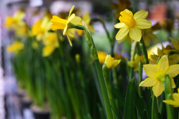 Obraz premium yellow daffodils