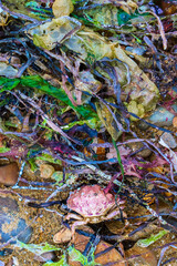 Sea grass. Seaweed. Environmental problem. Sea pollution.