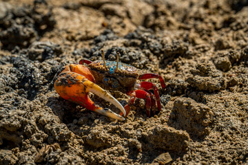 crab on the beach