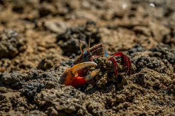 crab on the beach