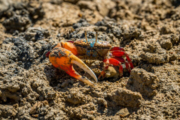 crab on the beach