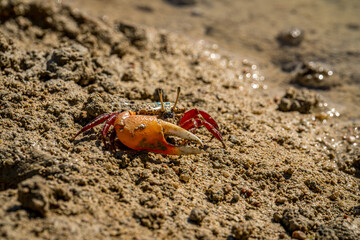 crab on the beach