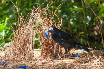 Männlicher Seidenlaubenvogel dekoriert seinen Laubenbau. Wollongong, Australien (NSW). Mit blauen Plastikabfall wird das Weibchen angelockt.